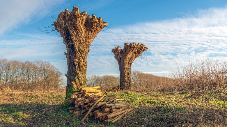 Two newly pruned pollared trees