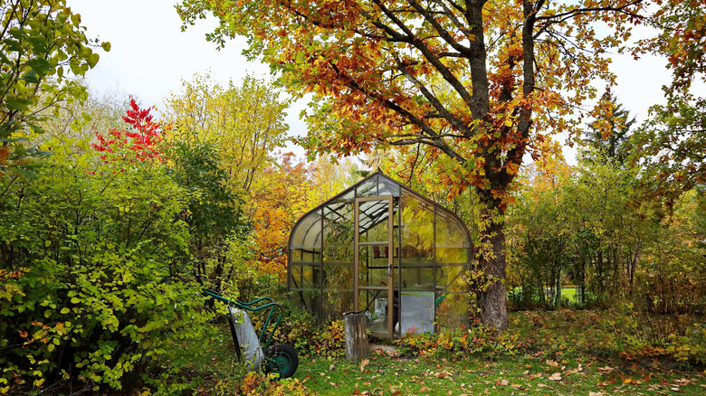 backyard in fall