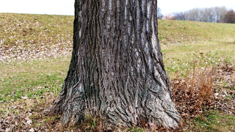 Tree trunk in yard