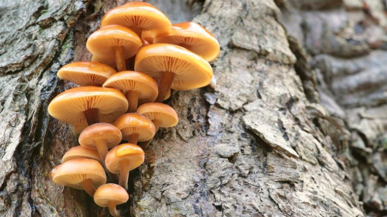 Mushrooms growing out of a tree