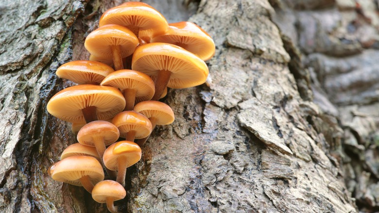 Mushrooms growing out of a tree