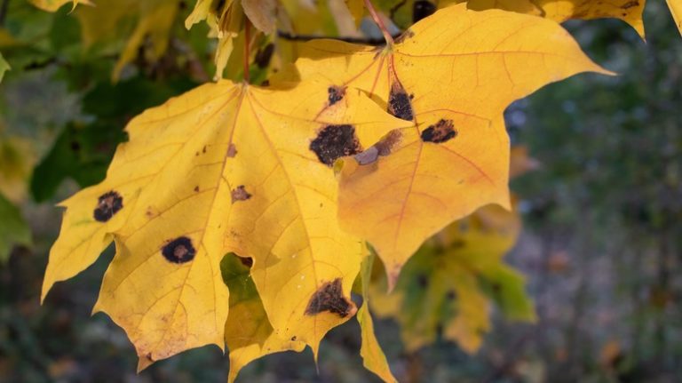 Maple tar spot on yellow leaves