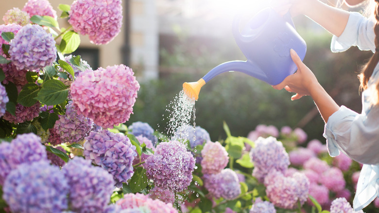 Woman water hydrangeas