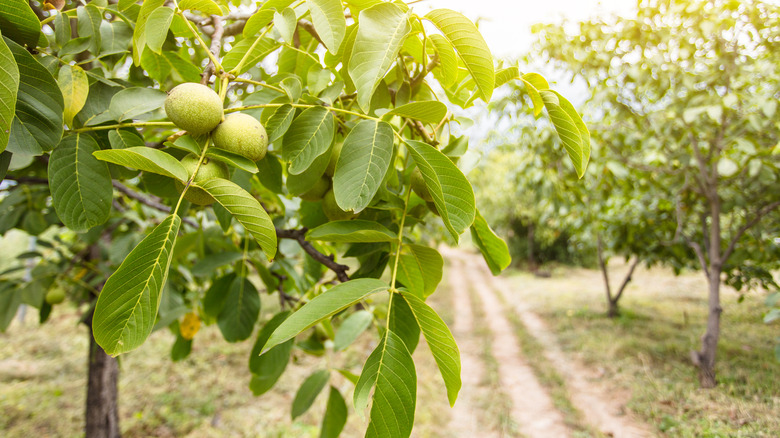 Unripe walnut tree in orchard