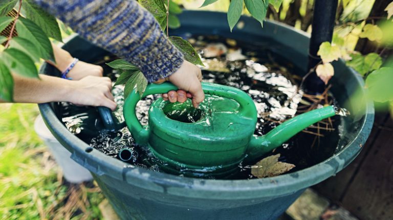 Filling watering cans in barrel