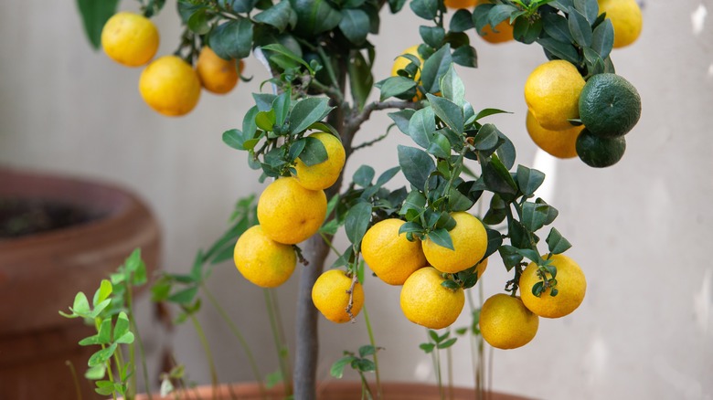 citrus tree