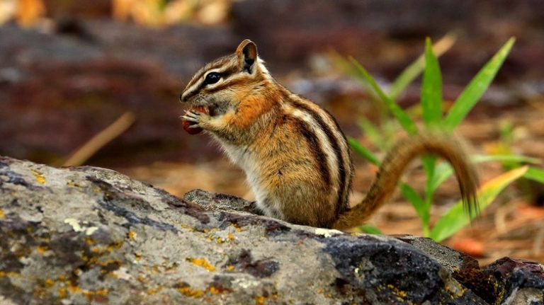 Chipmunk on a rock