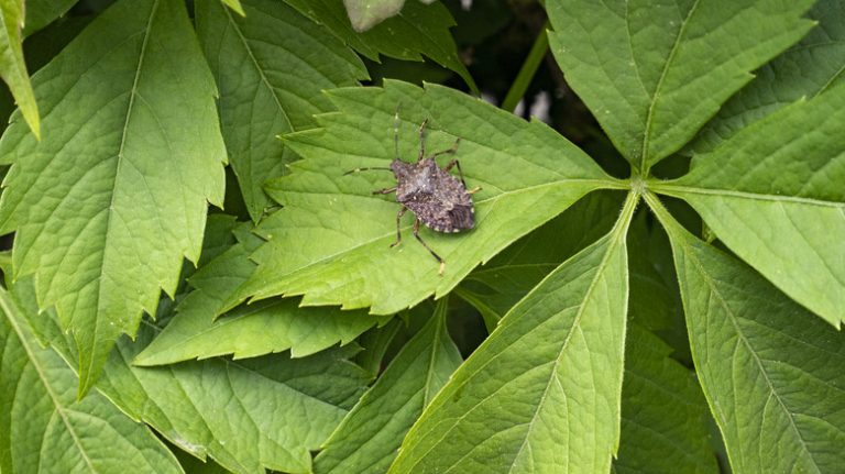 stink bug on leaf