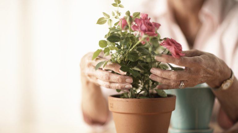 Woman pruning rose bush