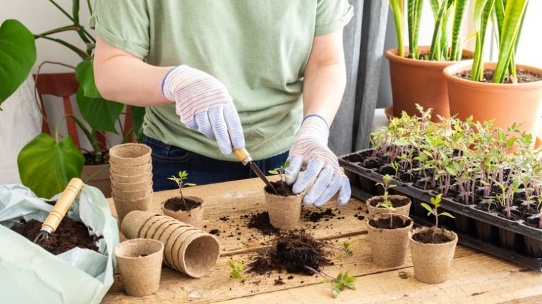 woman planting seedlings