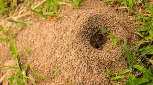 ant hill in backyard