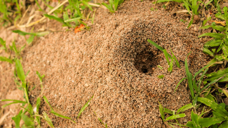 ant hill in backyard