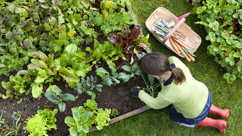 Woman working in vegetable garden