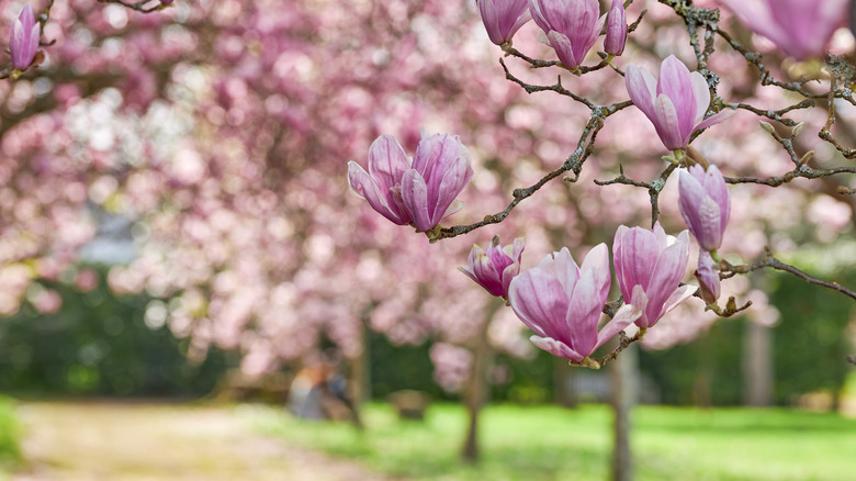 magnolia tree in garden