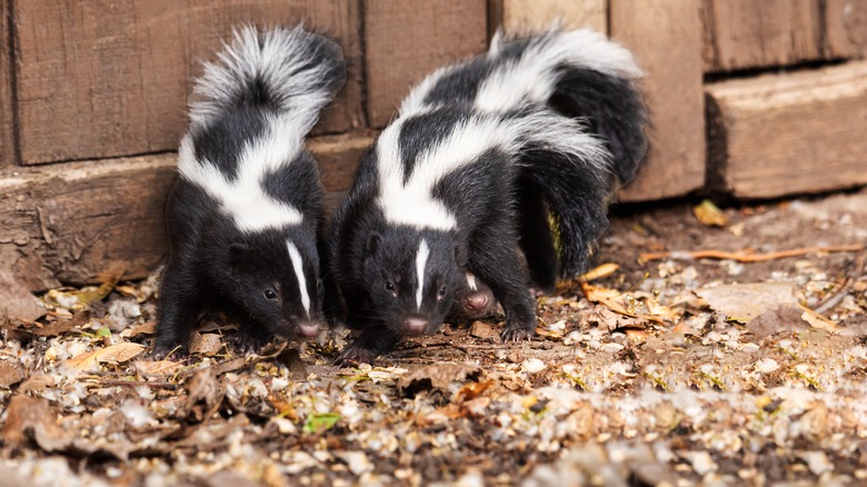 Skunks next to wood fence