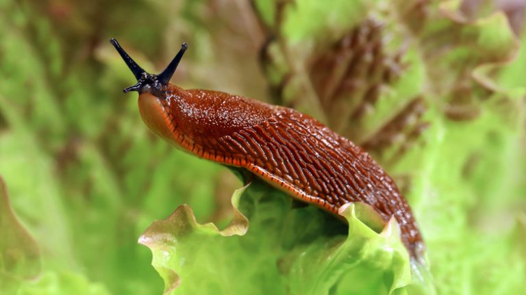 slug on leaf