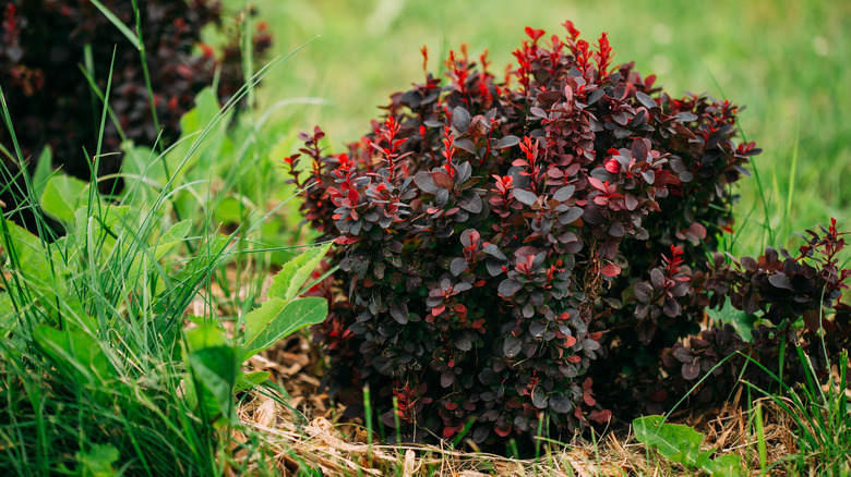 Japanese barberry in yard