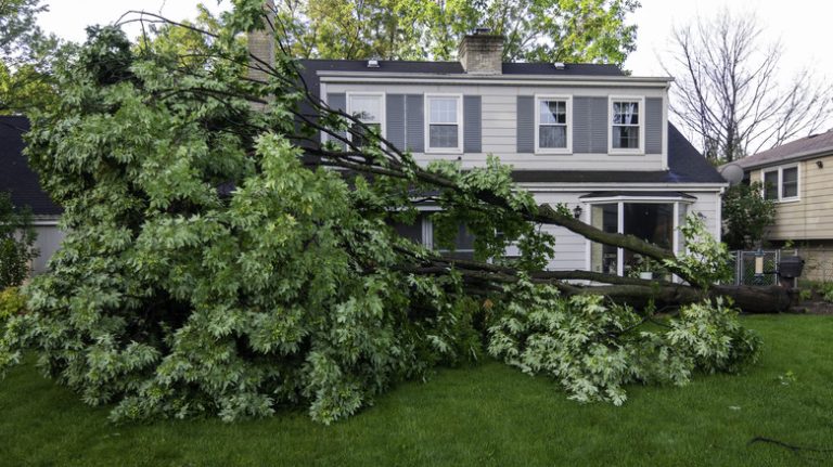 A fallen tree in yard