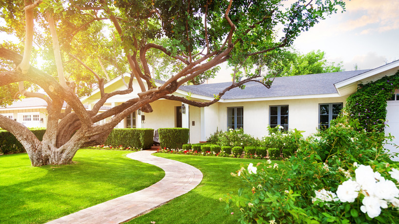 Multi-trunk tree in yard