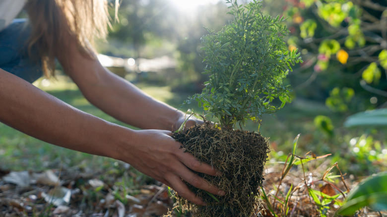 woman planting a shrub