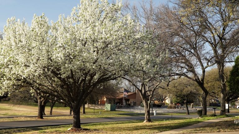 bradford pear trees along a road