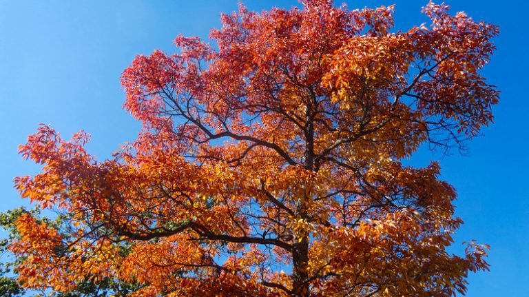 shady sassafras tree