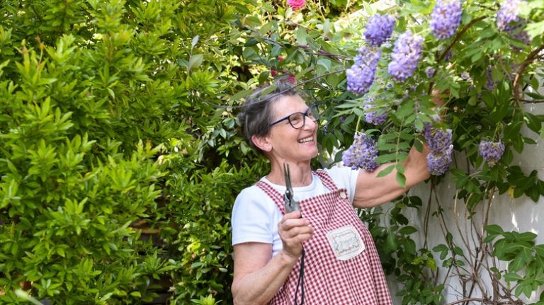 Woman tending to Wisteria