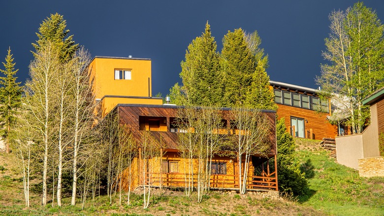 Aspen trees near house