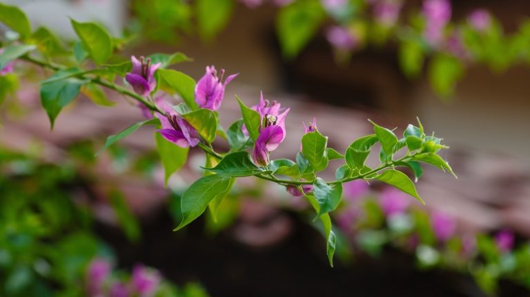 Blooming bougainvillea