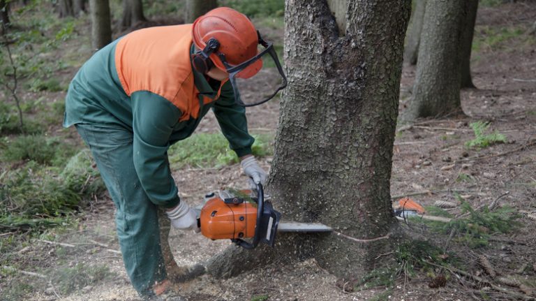 person cutting down tree