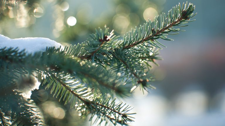 snow on pine branch