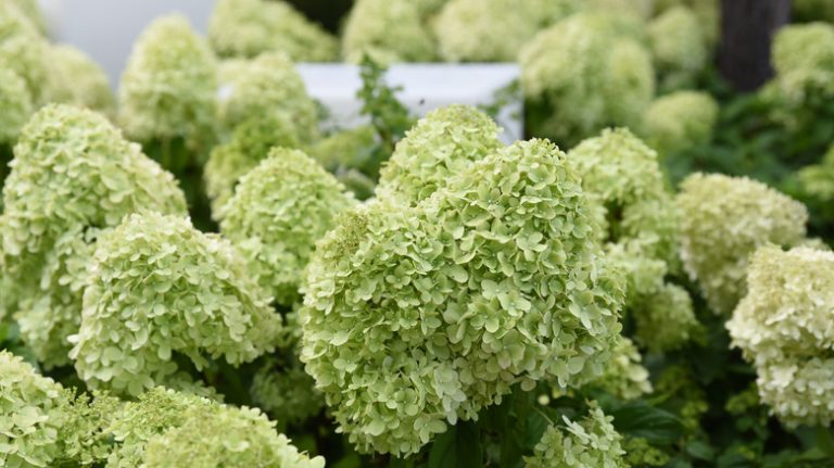 Limelight hydrangeas in bloom