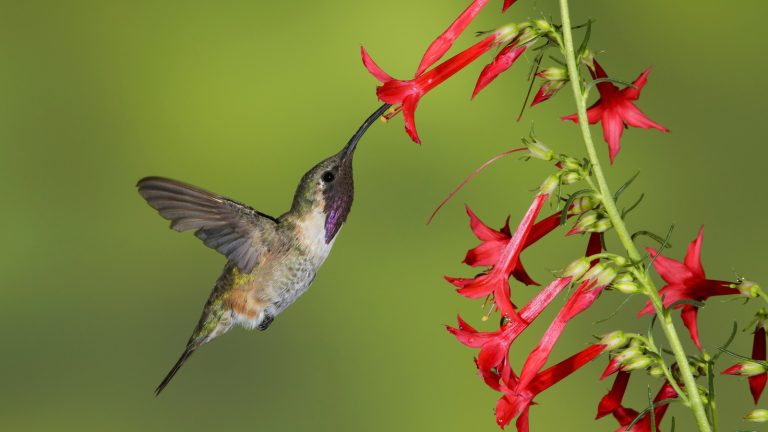 10 Stunning Red and Orange Flowers to Attract Hummingbirds to Your Yard
