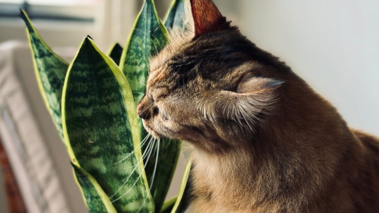 Are Snake Plants Safe for Cats or Are They Toxic? Are Snake Plants Safe for Cats or Are They Toxic?