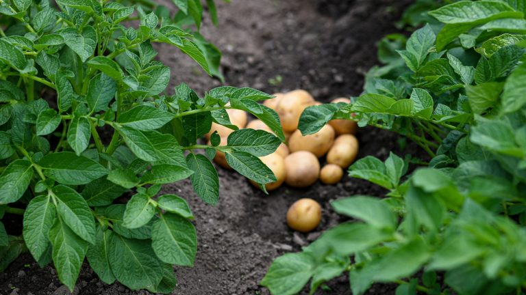 Selecting the Best Companion Plants for Your Potatoes