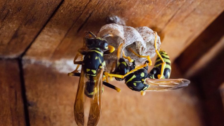 The Drawbacks of Using Essential Oils to Repel Wasps (and a Superior Alternative to Consider)
