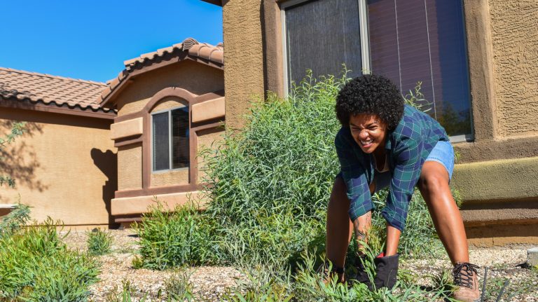 The Easy-Care Ground Cover Featuring Bright Yellow Spring Blooms
