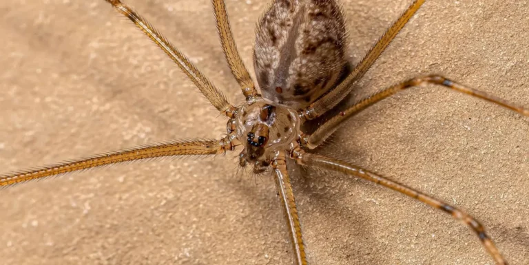 Spider Look-Alikes in Homes