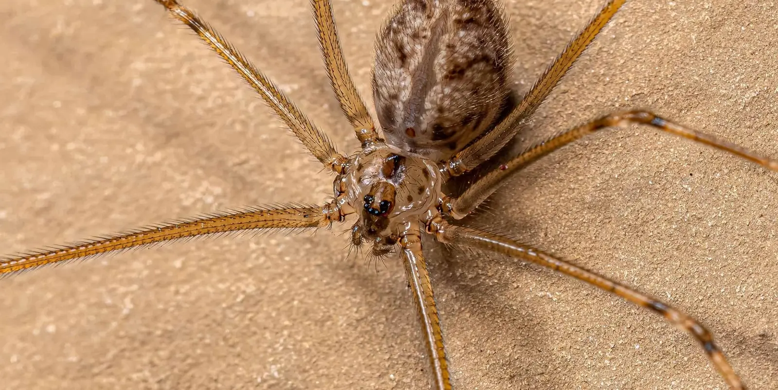 Spider Look-Alikes in Homes