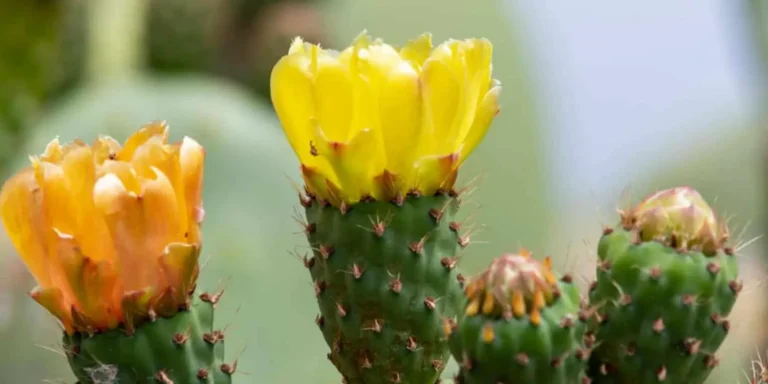 Succulents That Flourish with Yellow Blooms